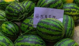 吃瓜科技学院,揭秘校园里的科技热点与趣味故事