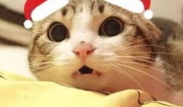 猫猫夏日吃瓜头像,萌态十足！