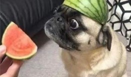 人猿吃瓜表情包,趣味横生的网络文化现象