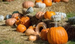 伯明翰吃瓜,一场别开生面的“吃瓜”盛宴