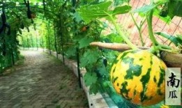 有趣的吃瓜文件,揭秘“吃瓜群众”背后的趣味真相