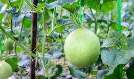 吃瓜后嗓子难受,如何缓解与预防