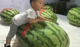 东阳吃瓜群众事件,网络舆论下的社会现象解析