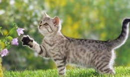 猫后续吃瓜指南,揭秘猫咪世界里的热门话题与趣味事件