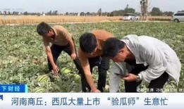 今夏在线吃瓜,吃瓜群众狂欢记