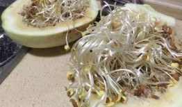 小孩吃三白瓜,美味营养两不误