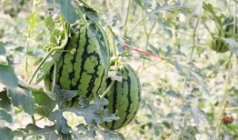 used吃瓜,网络热词背后的文化现象