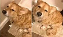 吃瓜群众与吃瓜狗,揭秘网络时代的“瓜文化”现象