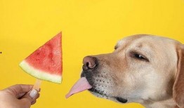 可以喂狗吃瓜吗,西瓜、哈密瓜等瓜类水果的适宜性分析