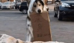 吃瓜群众与吃瓜狗,揭秘网络时代的“瓜文化”现象