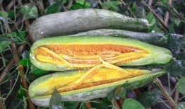 网红吃瓜扬中,揭秘网络红人背后的故事