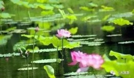 热缩荷花吃瓜,夏日消暑新潮流