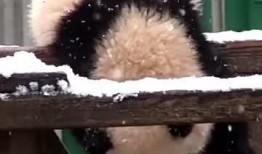 吃瓜小熊横幅,揭秘娱乐圈幕后风云