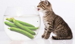 吃瓜小猫劝架视频播放,网络视频引发热议