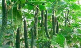 梧桐树下吃大瓜,共享夏日大瓜盛宴