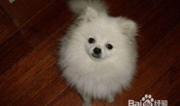 博美犬可以吃老瓜干吗,老瓜干适宜吗？