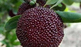 梧桐树下吃大瓜,共享夏日大瓜盛宴