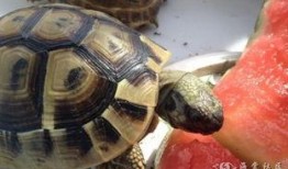 龟吃瓜吗,它们真的会吃瓜吗？
