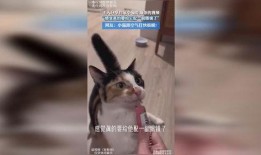 吃瓜小猫劝架视频播放,网络视频引发热议