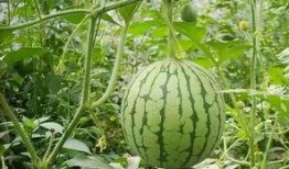 吃瓜 门,网络舆论场中的围观与传播