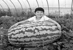吃瓜邓州知府