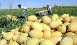 去瓜洲吃哈密瓜好吗,舌尖上的甜蜜之旅