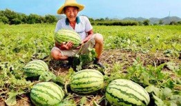 甜米酱吃瓜,甜米酱带你领略吃瓜乐趣