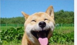开开心心吃瓜秋,秋日里的欢乐时光