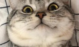 吃瓜社秃崽,揭秘娱乐圈幕后故事