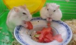 爆料卧槽吃瓜,揭秘娱乐圈最新爆料背后的真相