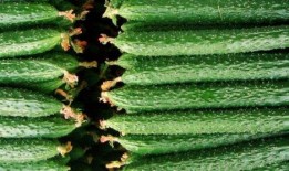 梦到吃瓜根,揭秘吃瓜根的神秘寓意