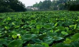 热缩荷花吃瓜,夏日消暑新潮流