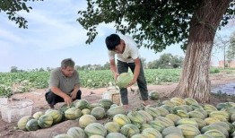 晓航吃瓜,揭秘娱乐圈那些不为人知的幕后故事