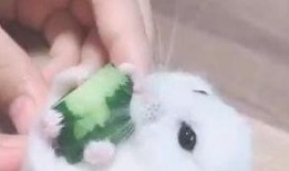 吃瓜大胖喵,揭秘娱乐圈那些不为人知的幕后故事