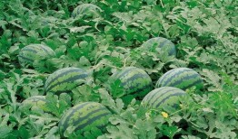 yoto群吃瓜,揭秘网络社交圈的趣味瞬间