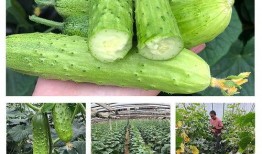 青农瓜怎么吃,解锁夏日清新美味