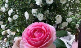 鲜花店吃瓜,一场意外的甜蜜邂逅