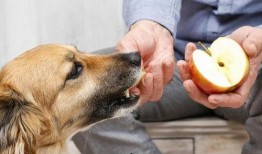 狗狗可以吃甜蜜瓜吗,狗狗可以安全享用的夏日美味吗？