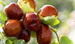 梦到吃瓜吃枣什么意思,吃瓜吃枣背后的寓意与启示