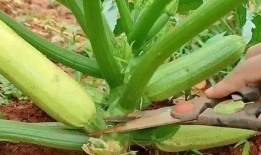 西葫芦的瓜怎么吃