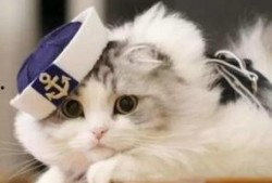 猫后续吃瓜指南,揭秘猫咪世界里的热门话题与趣味事件