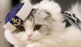 猫后续吃瓜指南,揭秘猫咪世界里的热门话题与趣味事件