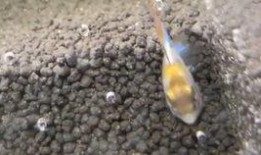 胡子瓜可以吃吗,揭秘其食用价值与食用方法