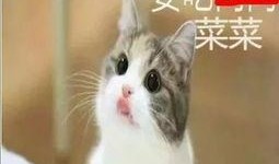 猫猫夏日吃瓜头像,萌态十足！