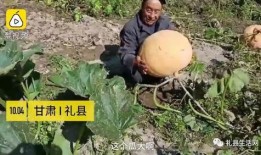 礼县吃瓜事件视频最新,一场网络舆论的风暴与反思