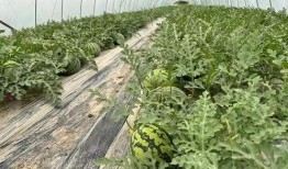 梦见在瓜田里吃瓜,瓜田里的甜蜜诱惑