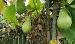 孕妇可以吃土耳瓜吗,土耳瓜的适宜与禁忌