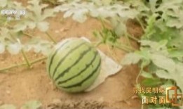 吃别人的瓜自己,品鉴他人瓜果，自悟人生百态