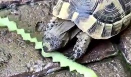 龟吃瓜吗,它们真的会吃瓜吗？