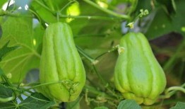 乳母吃佛手瓜,天然营养助力母婴健康